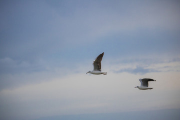 Seagulls in mid flight by the waterside on Paarden Eiland beach at sunrise.