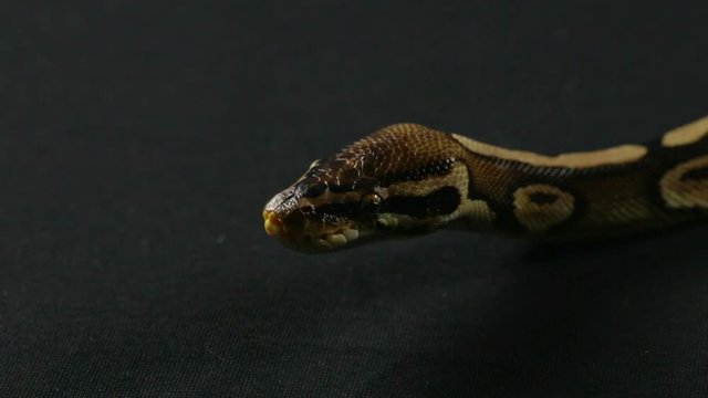 Video of snake - crawling ball python