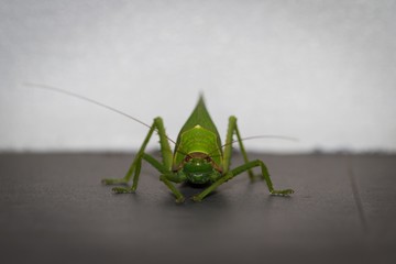 Beautiful and gracefully portrait of green locust , amazing grasshopper closeup,  photography of insect, locust background