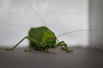Beautiful and gracefully portrait of green locust , amazing grasshopper closeup,  photography of insect, locust background