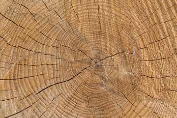 Holz mit struktur - jahresringe im Baumstamm