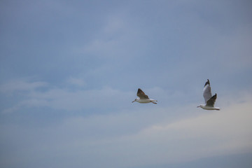 Seagulls in mid flight by the waterside on Paarden Eiland beach at sunrise.