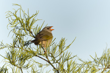 Great Pampa-Finch (Embernagra platensis) sitting on a branch in natural habitat