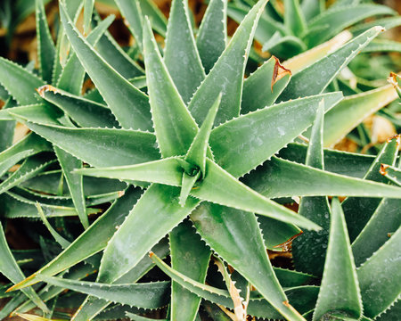 aloe vera plant, top view