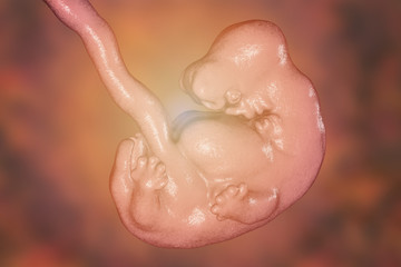 6-weeks human embryo, scientifically accurate 3D illustration