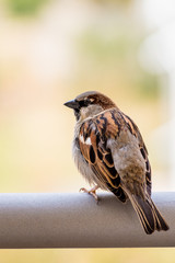 Spatz II