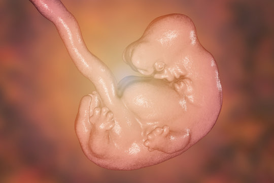 6-weeks human embryo, scientifically accurate 3D illustration