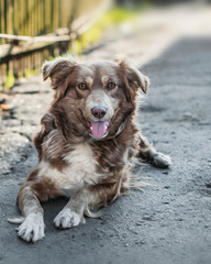 Close-up portrait of Beautiful happy brown smiling dog lying outside in yard next to old wooden fence and looking into camera