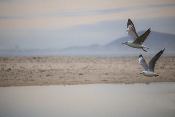 Seagulls in mid flight by the waterside on Paarden Eiland beach at sunrise.