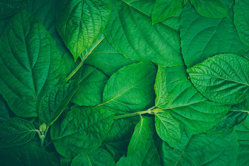 Green leaves. Nature background