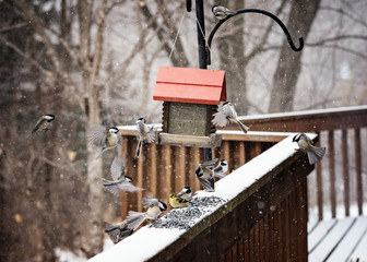 Birdfeeder in Winter