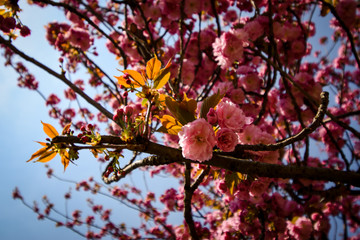 Pink cherry blossoms blooming with blue sky