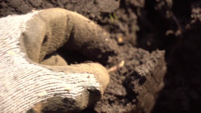potato worm. potato worm in the soil