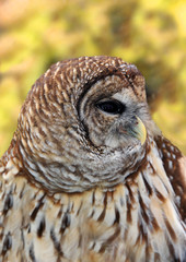Barred Owl
