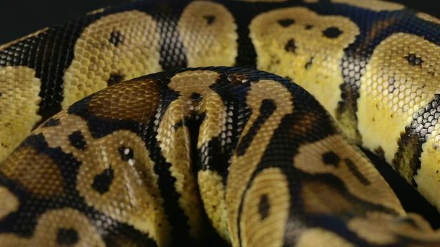 Video of snakeskin - crawling python