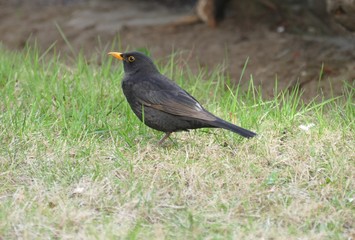 Amsel