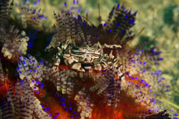 Zebra crab (Zebrida adamsii) on a fire urchin. Picture was taken in the Banda sea, Ambon, West Papua, Indonesia