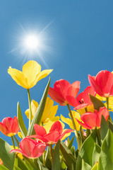 Gelbe und rote Tulpen leuchten in großer Farbenpracht in der Mittagssonne unter blauem Himmel - endlich Frühling!