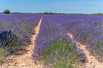 Fototapeta premium Lavendelfeld bei Valensole in der Provence