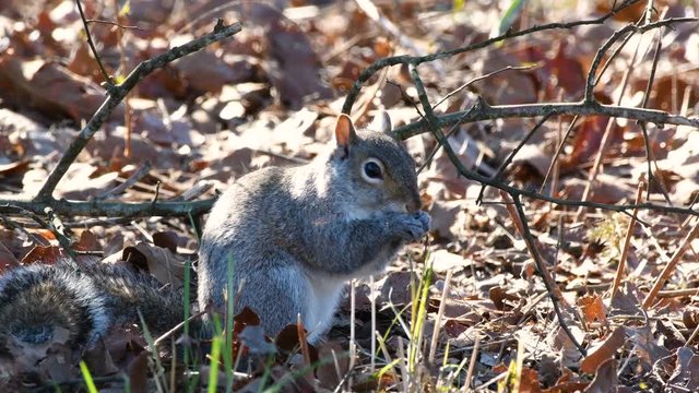 Close up of gray squirrel eating corn