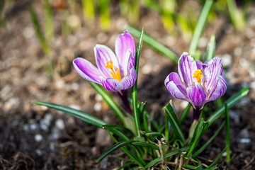 Obraz premium two crocuses growing from black soil in springtime