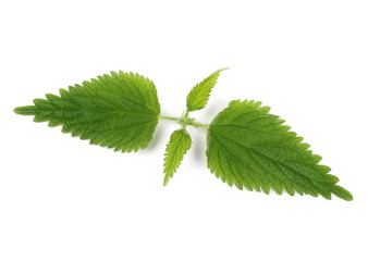 Fresh green nettle leaf isolated on white