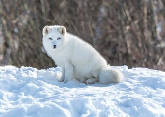 Obraz na płótnie Canvas Arctic Fox Under the Sun in Winter