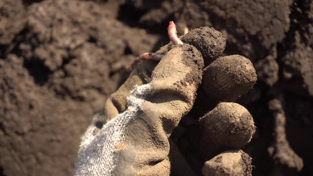 Person Hand Holding Earthworms In Outdoor