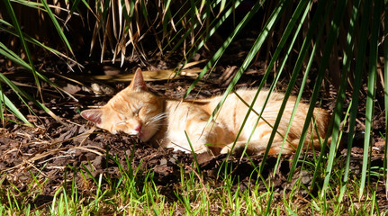 Cat sleeping in the grass