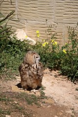 Eagle Owl Bubo bubo