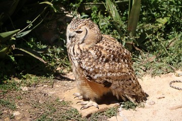 Beautiful Eagle Owl Bubo Bubo in Malta