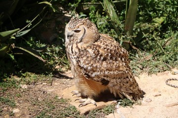 Beautiful Eagle Owl Bubo Bubo in Malta