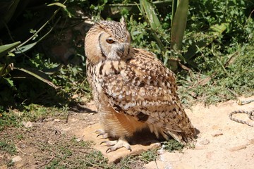 Eagle Owl Bubo bubo