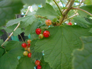 Red currant