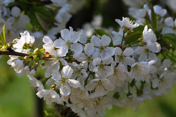 Flowering branch of fruit tree