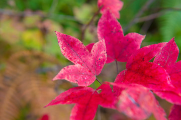 red maple leaf in nature on the big forest in japan