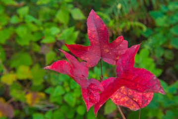 red maple leaf in nature on the big forest in japan