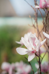 A branch of a flowering flowering orchid and a magnolia in a spring garden