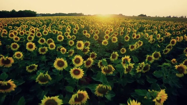 AERIAL flight over a field of sunflowers at sunset in summer
