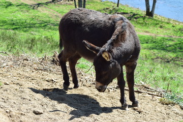 Esel in Drehung
