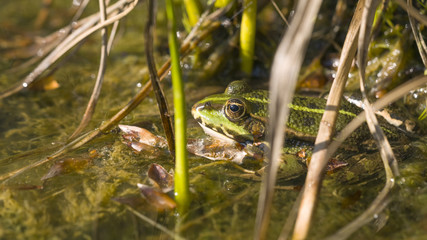 Frosch