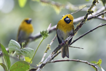 Pair of Black-faced Grosbeak sitting on a branch in the Tropical rainforest of Costa Rica