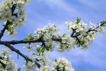 the bee collects honey (nectar) from the cherry blossoms.