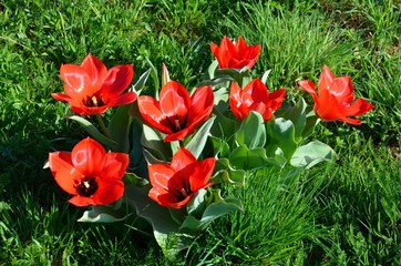 Rote Tulpen blühen auf der Wiese