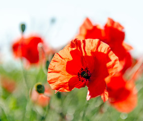 Summer happiness: meadow in the spring with red poppies :)
