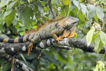 Macho de Iguana verde en costa rica sobre un árbol