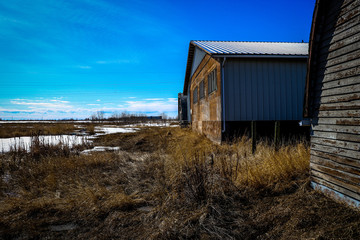 Fototapeta na wymiar Exterior view of dilapidated abandoned barn rotting in the center of a field full of dry yellowed grass with clear blue skies