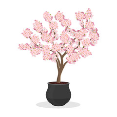 Growing cherries in a container. Small Cherry tree in bloom. Dwarf fruit tree growing in the flower pot. Japanese sakura blooming. Isolated on white. Garden illustration.