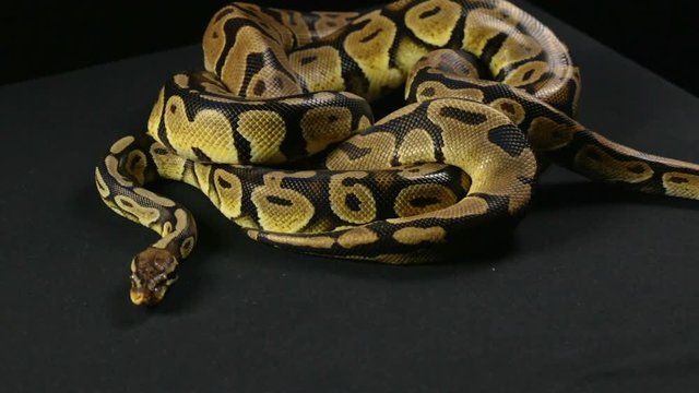 "Royal Pythons" Images – Browse 93 Stock Photos, Vectors, and Video ...