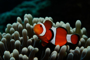 Nemo in grey anemone / Amphiprion (Western clownfish (Ocellaris Clownfish, False Percula Clownfish)) is hiding in anemone, Panglao, Philippines
